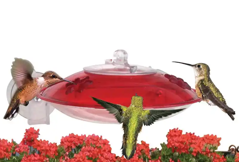 Hummingbird Feeder