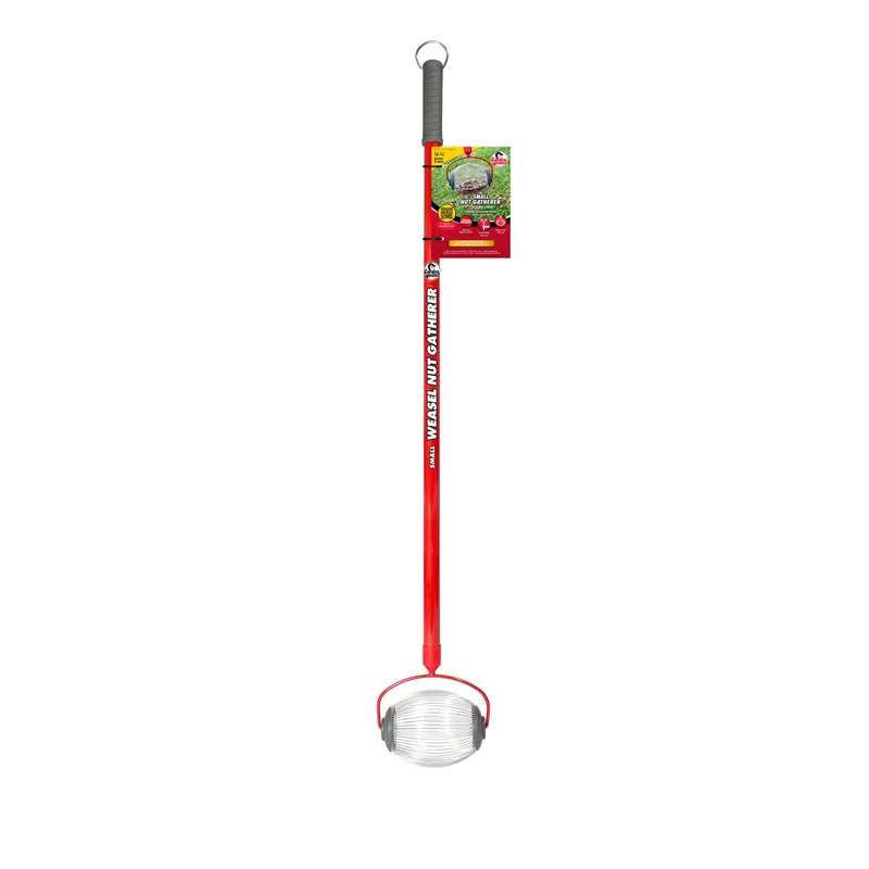 Nut Gatherer, Small