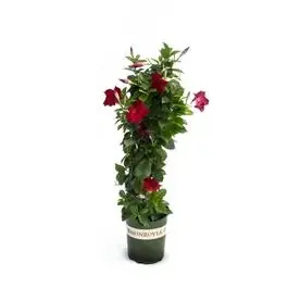 3 Quart Sun Parasol Crimson Mandevilla Plant - Model P15539