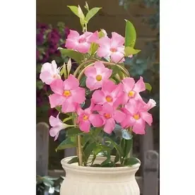 1.6-gallon Sun Parasol Giant Pink Mandevilla Flowering Plant