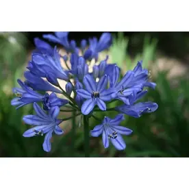 2.6 Quart Baby Pete Lily Of The Nile Plant P21705