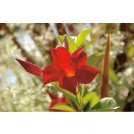 1.6 Gallon Sun Parasol Crimson Mandevilla Plant - Model P15539