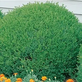 2.6-quart Green Velvet Boxwood Foundation And Hedge Shrub Model L7205