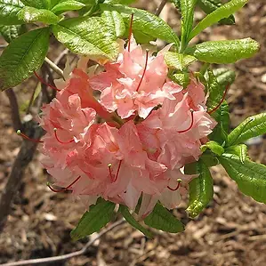  2 Azalea Cannon‘s Double - Vibrant Flowering Shrub For Your Garden