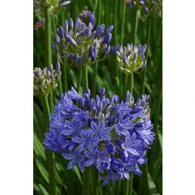 3-quart Midknight Blue Agapanthus - Vibrant Blue Flowering Plant
