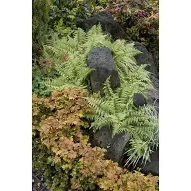 3-quart Ghost Fern - Lush Green Foliage For Indoor And Outdoor Spaces