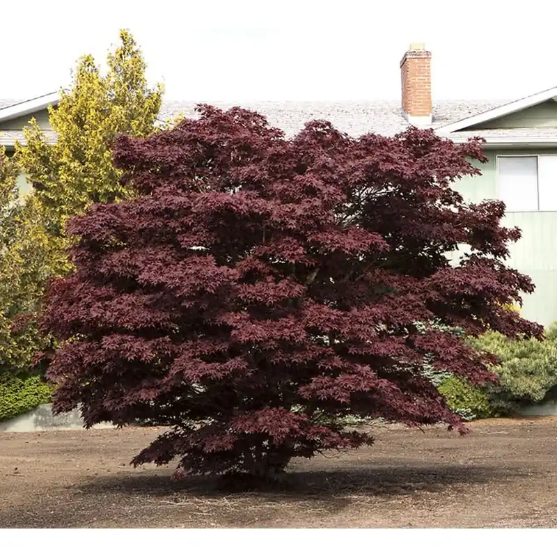 1.6-gallon Bloodgood Japanese Maple Feature Tree - Model L1088