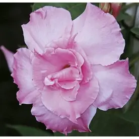 3-quart Pink Parfait Mandevilla Plant - Model L24350