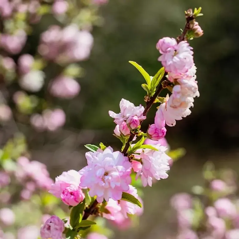 5 Prunus Pen Pleno Rosa Flowering Almond Tree - Prunus Rosea