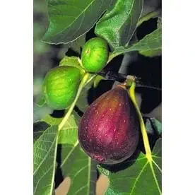 1-gallon Brown Turkey Fig Fruit Tree - Delicious Edible Figs