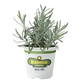 5-inch Tomato Plant - Fresh, Healthy, And Ready To Grow