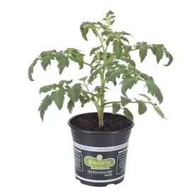 2.32 Quart Temporary Container For Varies Plant Growth