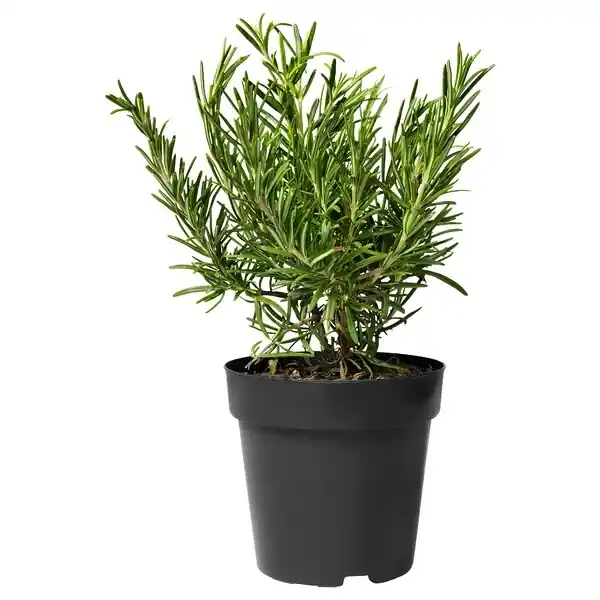 Bonnie Plant Assorted Trade Gallon Premium Plant - 2.32 Quart Variety