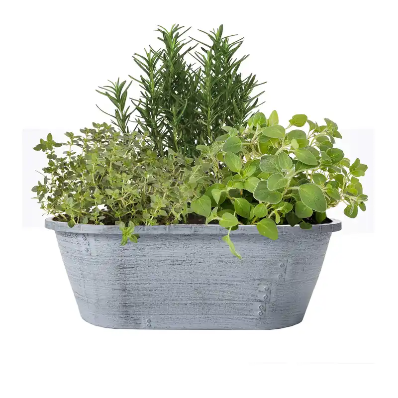 10 Inch Standard Window Box With Assorted Herbs For Indoor And Outdoor Gardening