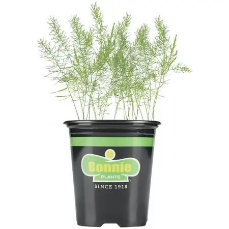 Asparagus Live Plant, Perennial, 19.3 Ounce, 4.5 Inch Pot
