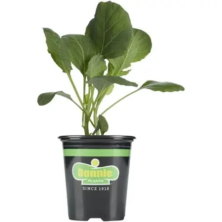 Green Magic Broccoli Live Plant, 4.5 Inch Pot For Home Gardening