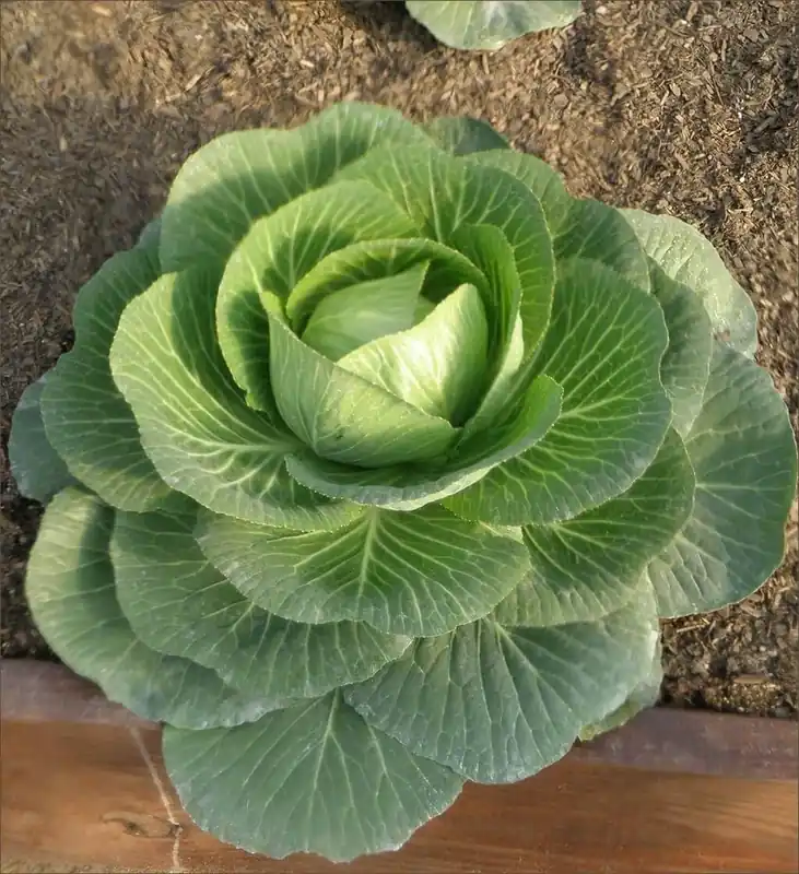 19.3 OZ Cabbage - Golden Cross