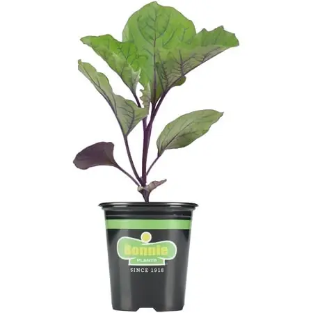 Red Cabbage Live Plant, 4.5 Inch Pot, Ideal For Coleslaw