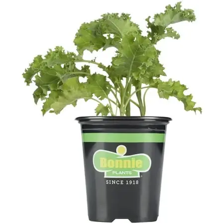 Curly Kale 19.3 Ounce 4.5 Inch Potted Plant