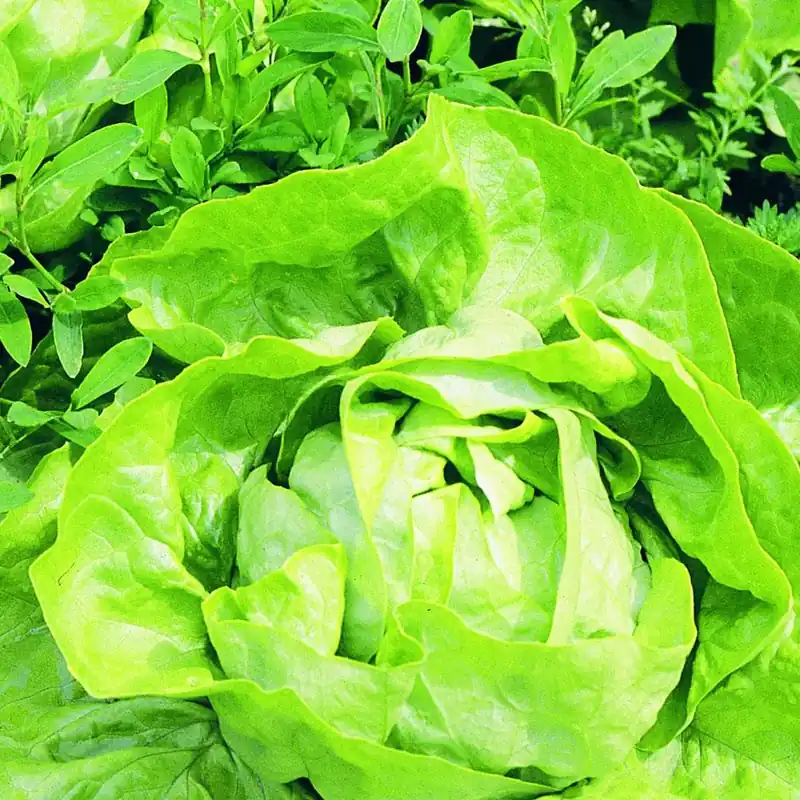 4.5 In. Lettuce-buttercrunch Vegetable Plant - 19.3 Oz. All-america Selection