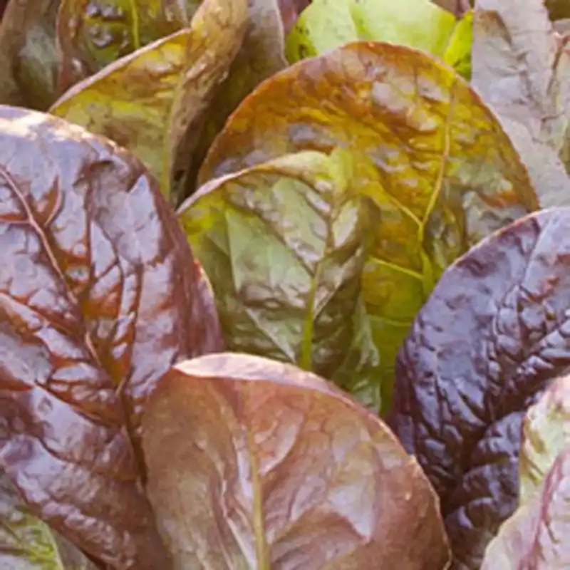 4.5 Inch Lettuce-romaine Red Plant - 19.3 Ounce