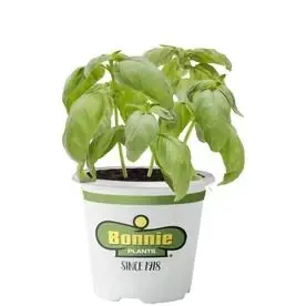 19.3-ounce Assorted Plant - Vibrant Indoor And Outdoor Greenery