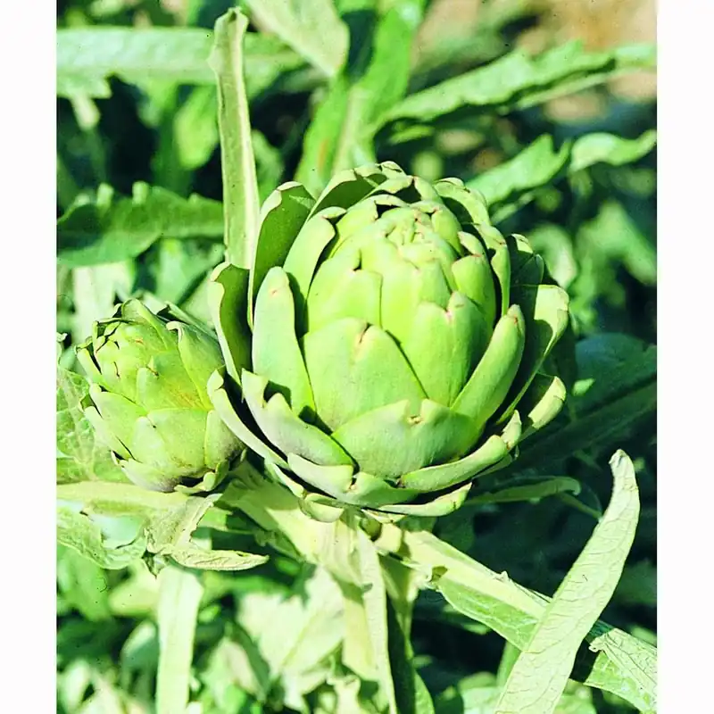 2.32 Quart Artichoke Plant - Bonnie Plants Model 5004