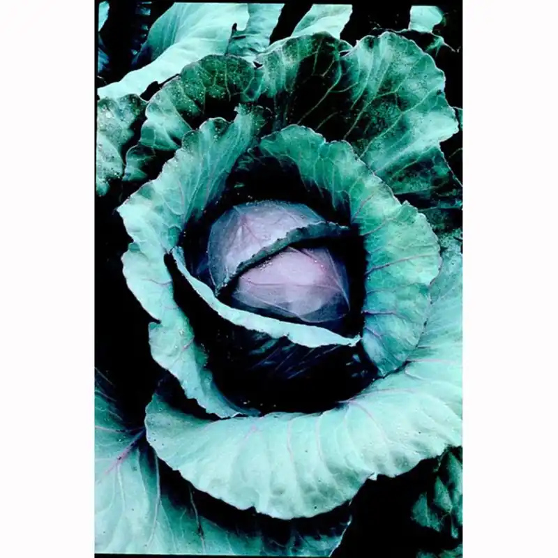 606 Cabbage-red Seedlings - 6 Count
