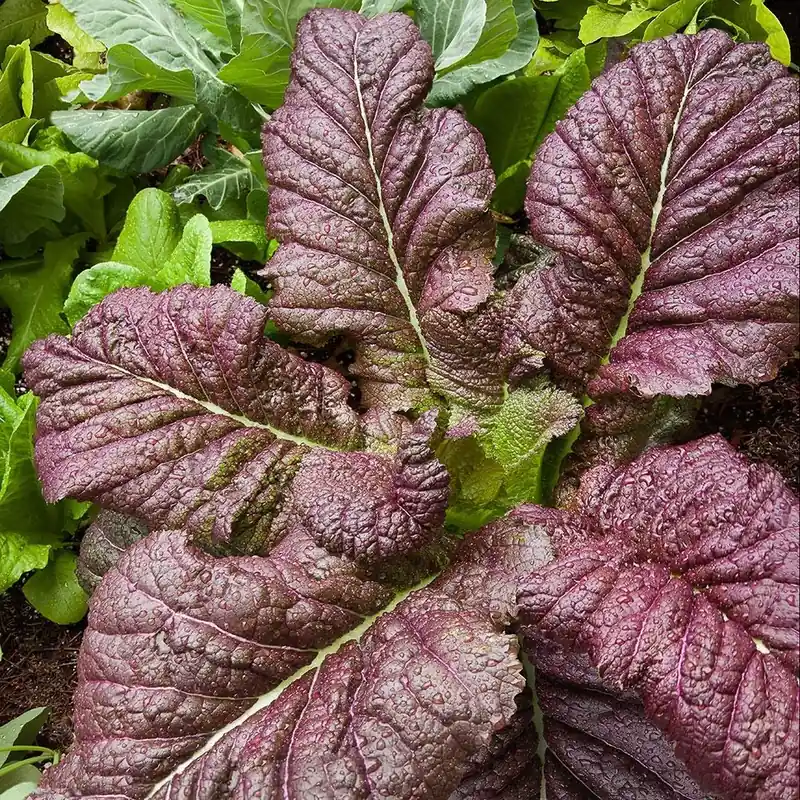 606 Mustard Japanese Giant Red Seeds By Bonnie Plants - Non-gmo Variety