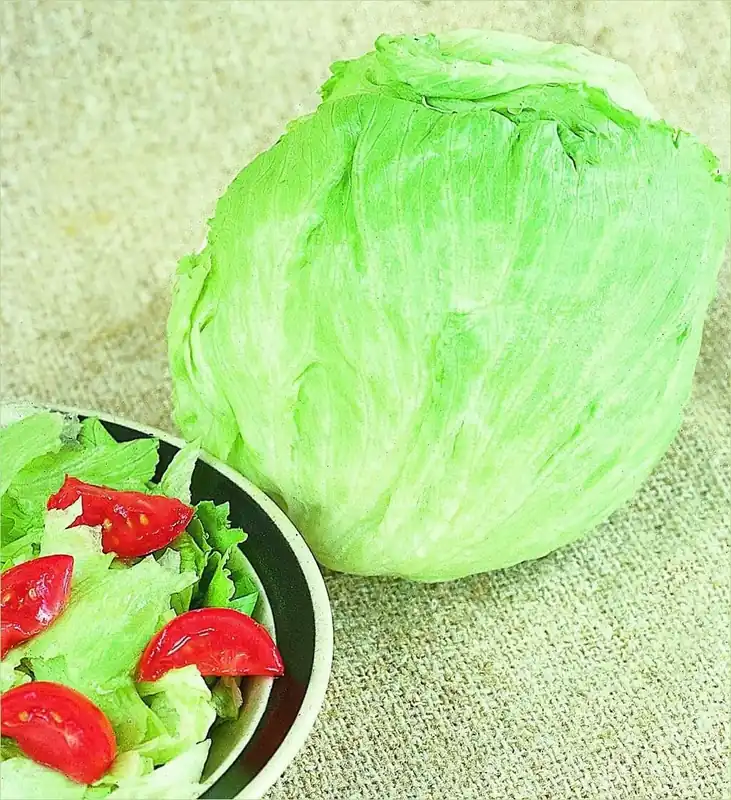 1.19 QT Lettuce-Heading