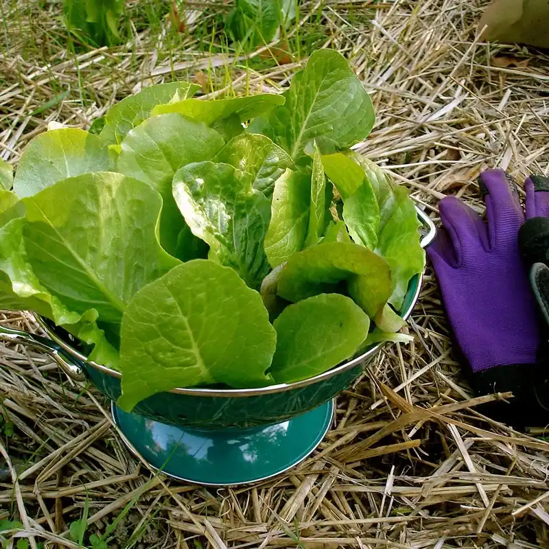 606 Lettuce-romaine Green Vegetable Plant - Fast Growing, Crisp Flavor, 21 Days To Maturity