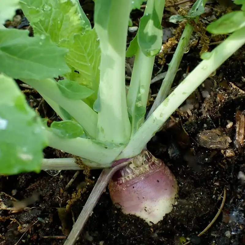 606 Rutabaga Seedlings - Fresh Vegetable Garden Starter