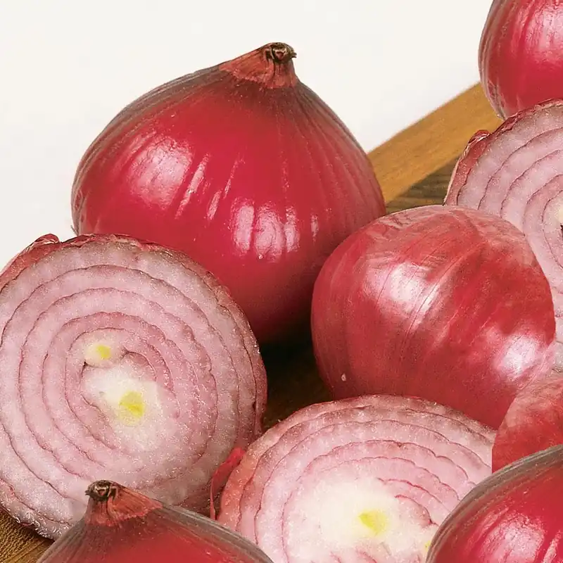 801 Red Onions - Bonnie Plants 4115