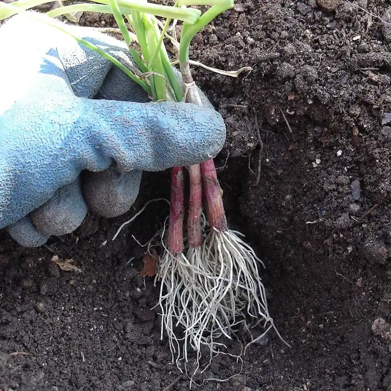 801 Walla Walla Onions - Bonnie Plants Model 4111