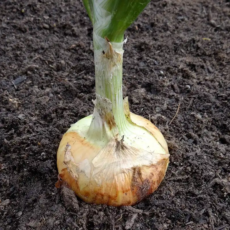 801 Onions - Georgia Sweet Onion Pack By Bonnie Plants, Model 4120