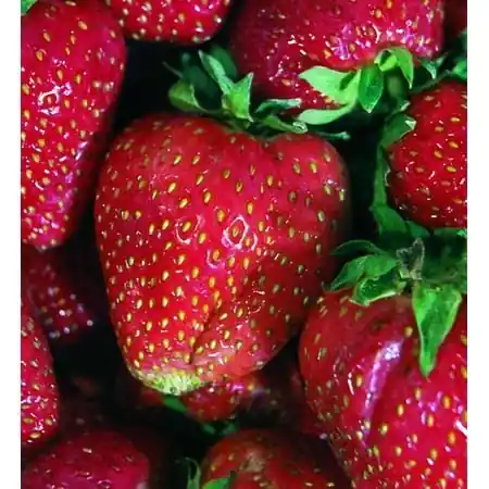 Quinault Strawberry 2.32 Quart - Delicious Perennial Fruit Plant