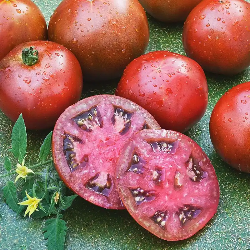 2.32 Quart Tomato Black Prince Russian Heirloom Plant - Bonnie Plants