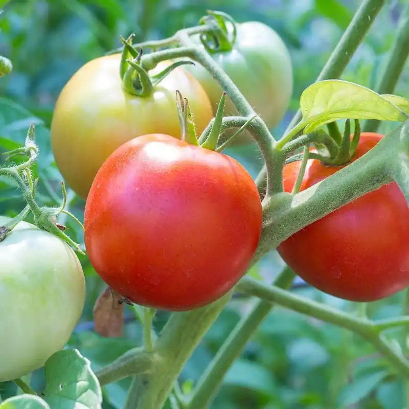2.32 Quart Early Girl Tomato Plant - Bonnie Plants