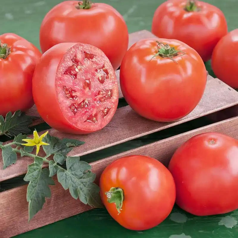 2.32 Quart Tomato Goliath Indeterminate Plant - Bonnie Plants