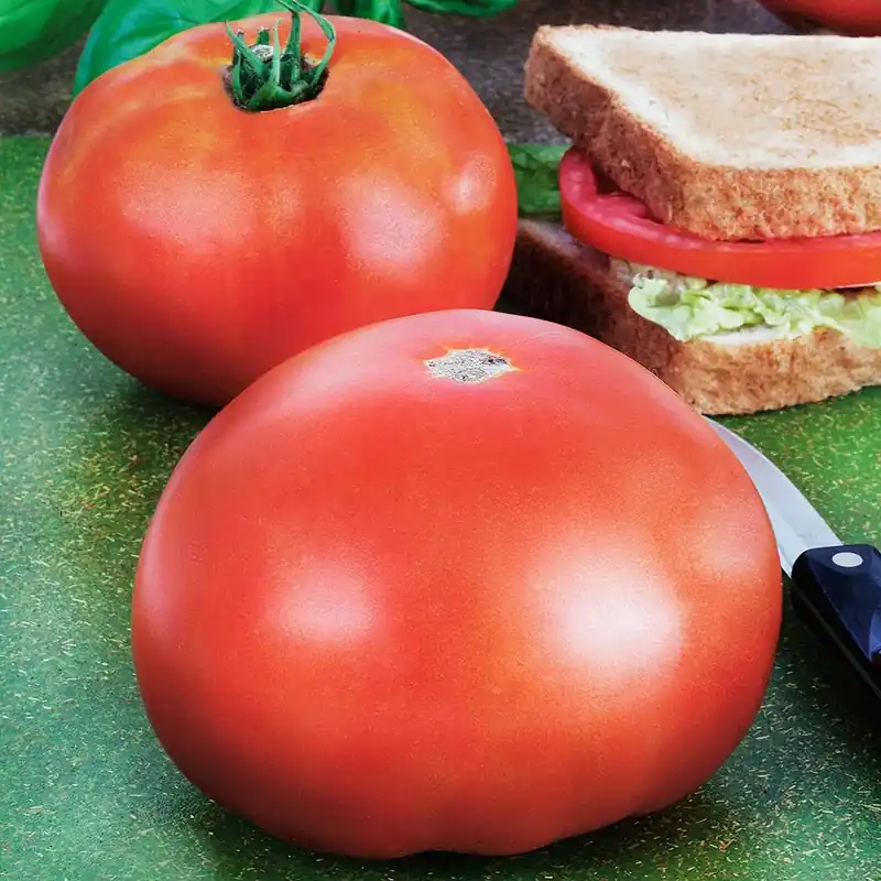 2.32 Quart Tomato Plant - Park‘s Whopper Variety