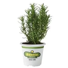 5-inch Tomato Plant - Fresh, Healthy, And Ready To Grow