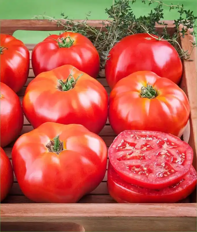 19.3 OZ Tomato-Ace 55