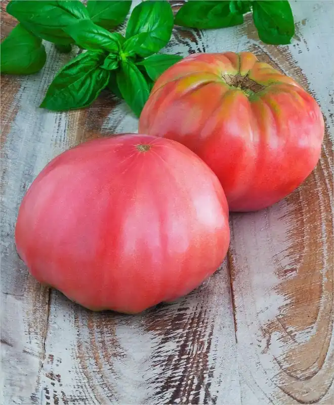 19.3 OZ Tomato-Pink