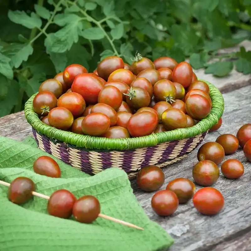 4.5 Inch Tomato-chocolate Sprinkles Plant - Bonnie Plants Model 0284