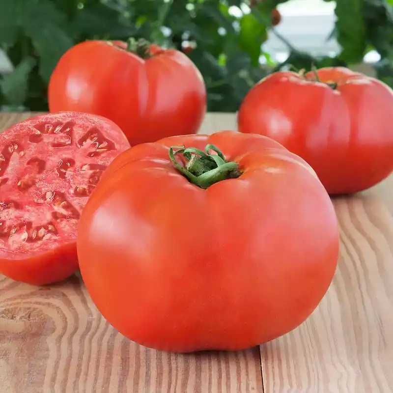 4.5 Inch Tomato-debut Plant - 19.3 Ounce Variety For Home Gardening