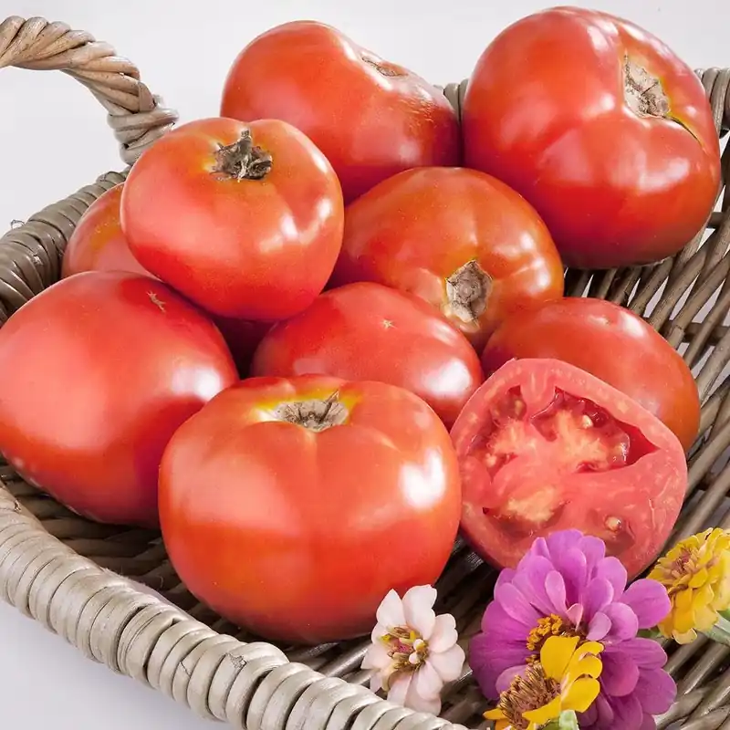 4.5 Inch Tomato-marion Heirloom Plant - 19.3 Ounce