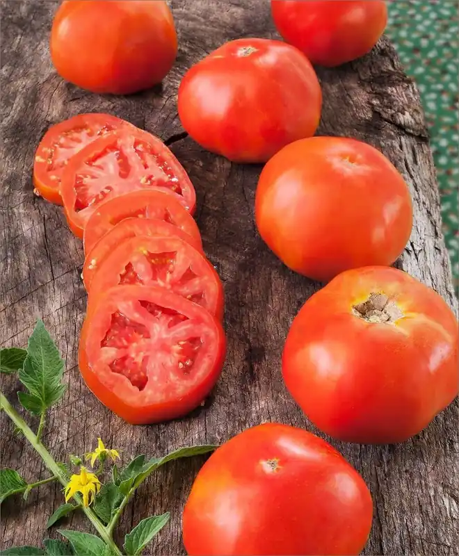 19.3 OZ Tomato-Rutgers- Heirloom
