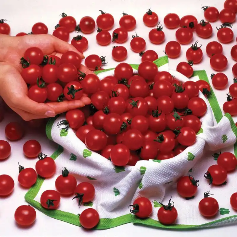 4.5 Inch Tomato-sweet Million Plant - 19.3 Ounce Fresh Produce