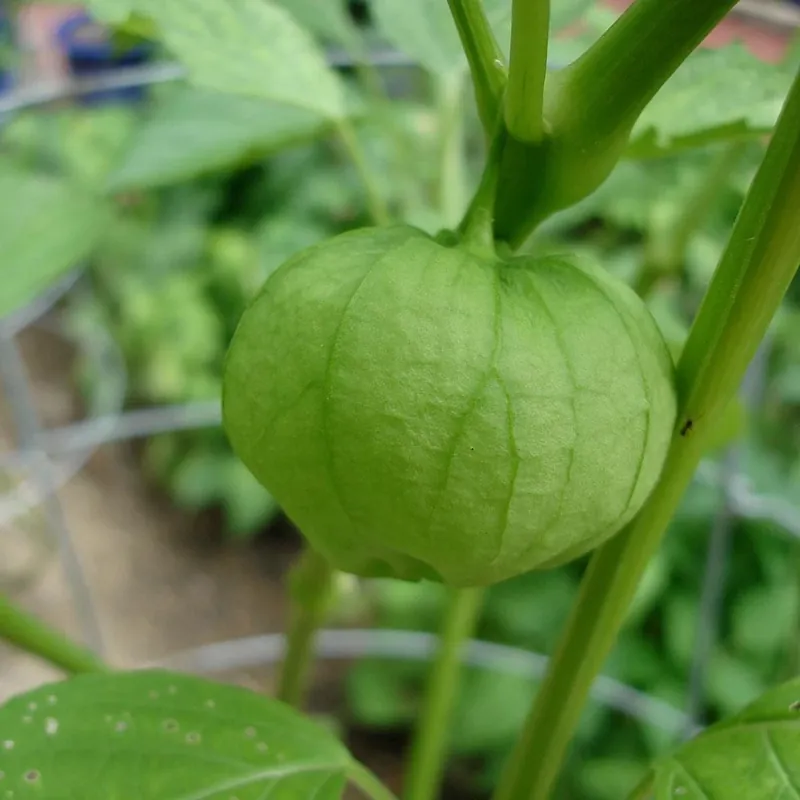 4.5 In. 19.3 Oz. Heirloom Tomato-tomatillo Plant - Unique Flavor For Salsa Verde