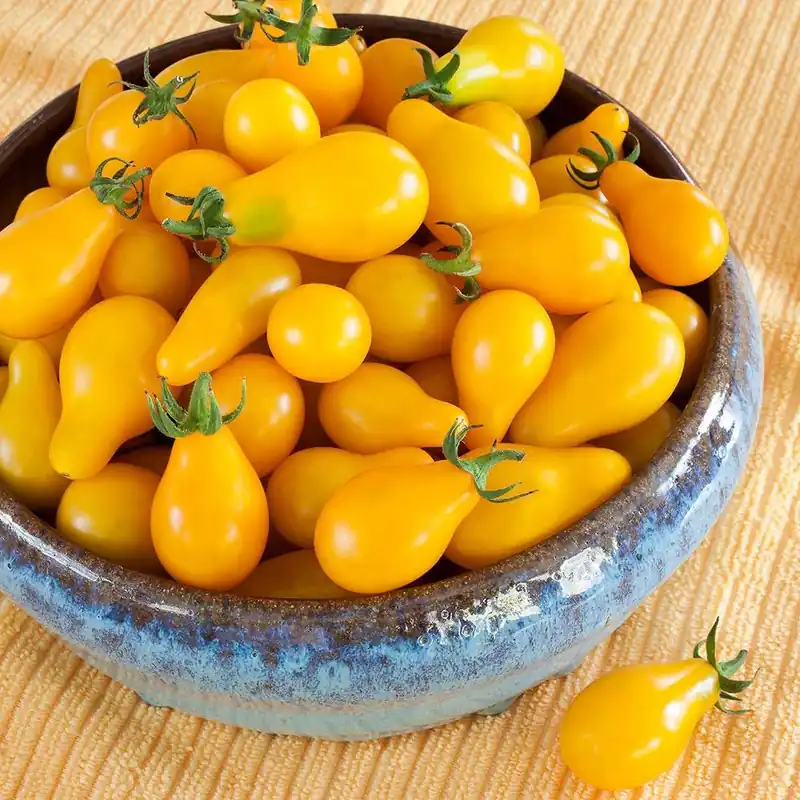 4.5 Inch Tomato-yellow Pear Plant - 19.3 Ounce - Bonnie Plants Model 0238